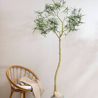 Pottery Pots Kunstplant - Queensland bottle Tree L, Green