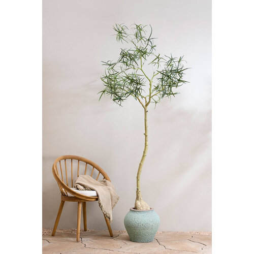 Pottery Pots Kunstplant - Queensland bottle Tree L, Green
