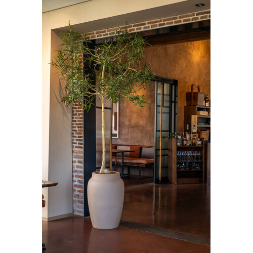 Pottery Pots Kunstplant - Queensland bottle Tree XL, Green