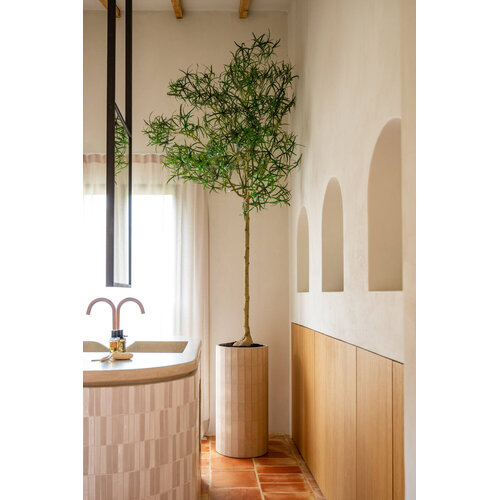 Pottery Pots Kunstplant - Queensland bottle Tree XL, Green