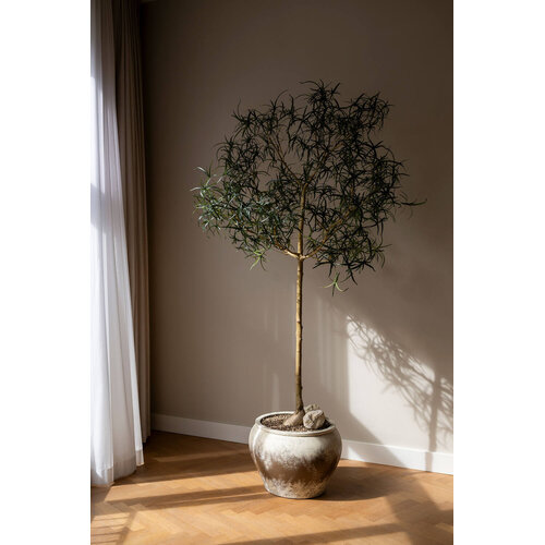 Pottery Pots Kunstplant - Queensland bottle Tree XL, Green