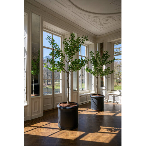 Pottery Pots Kunstplant - Ginko Biloba Tree XL, Green