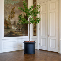 Pottery Pots Kunstplant - Ginko Biloba Tree XL, Green