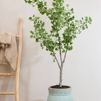 Pottery Pots Kunstplant - Ginko Biloba Tree L, Green