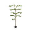 Kunstplant - Buchida Buceras Shady Lady Tree L, Green