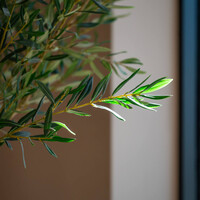 Pottery Pots Kunstplant - Olea Europaea Tree L, Green