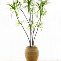 Pottery Pots Kunstplant - Dracaena Marginata XL, Green
