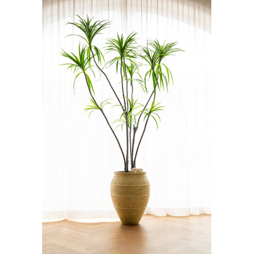 Pottery Pots Kunstplant - Dracaena Marginata XL, Green
