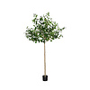 Kunstplant - Ficus Triangularis Tree XL, Green