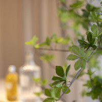 Pottery Pots Kunstplant - Enkianthus perulatus M, Green
