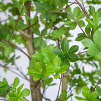 Pottery Pots Kunstplant - Enkianthus perulatus XL, Green