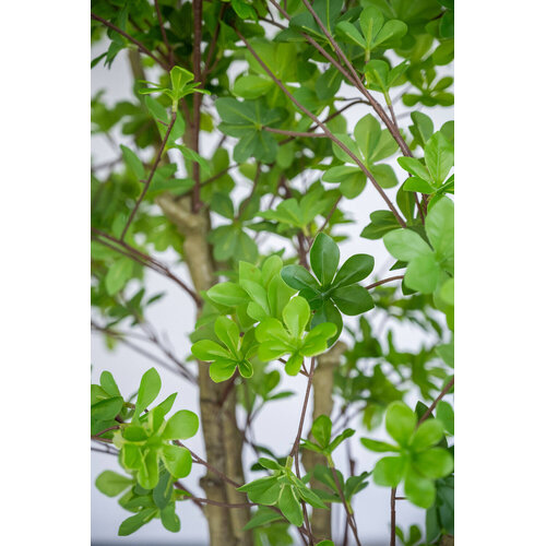 Pottery Pots Kunstplant - Enkianthus perulatus XL, Green