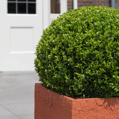 Pottery Pots Kunstplant - Buxus bol M, Green
