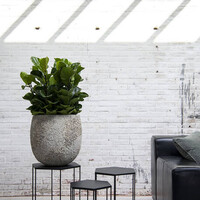 Pottery Pots Kunstplant - Ficus Lyrata XS, Green