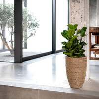 Pottery Pots Kunstplant - Ficus Lyrata XS, Green