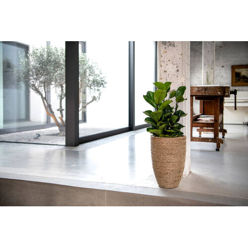 Pottery Pots Kunstplant - Ficus Lyrata XS, Green