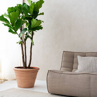 Pottery Pots Kunstplant - Ficus Lyrata L, Green