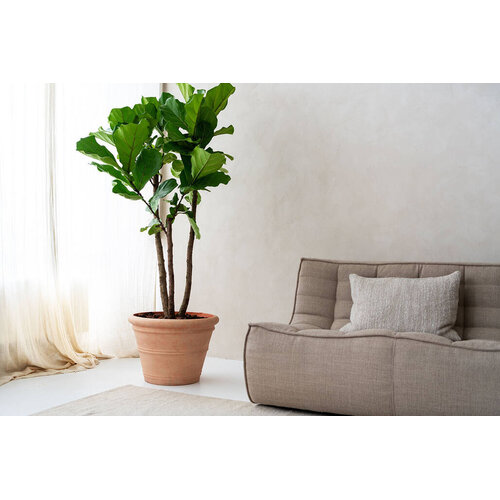 Pottery Pots Kunstplant - Ficus Lyrata L, Green