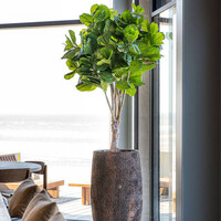 Pottery Pots Kunstplant - Ficus Lyrata XL, Green