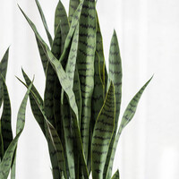 Pottery Pots Kunstplant - Sansevieria M, Green