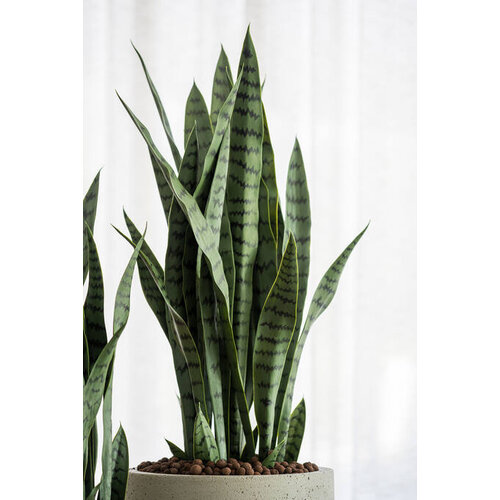Pottery Pots Kunstplant - Sansevieria M, Green