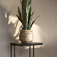 Pottery Pots Kunstplant - Sansevieria M, Green
