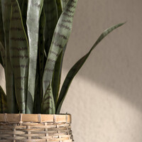 Pottery Pots Kunstplant - Sansevieria M, Green