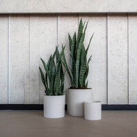 Pottery Pots Kunstplant - Sansevieria M, Green