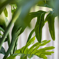 Pottery Pots Kunstplant - Philodendron L, Green
