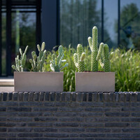 Pottery Pots Kunstplant - Cactus Saguaro M, Green