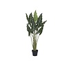 Kunstplant - Alocasia taro S, Green
