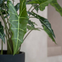 Pottery Pots Kunstplant - Alocasia taro S, Green