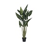 Kunstplant - Alocasia taro L, Green