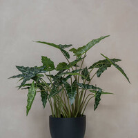 Pottery Pots Kunstplant - Alocasia taro M, Green