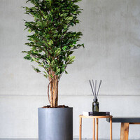 Pottery Pots Kunstplant - Ficus tree M, Green