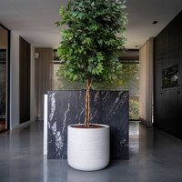 Pottery Pots Kunstplant - Ficus tree L, Green