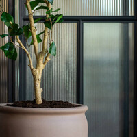 Pottery Pots Kunstplant - Ficus Triangularis Tree L, Green