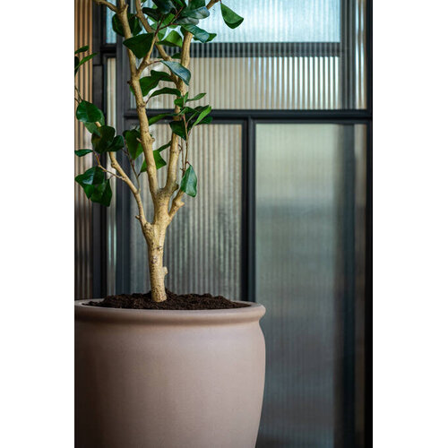 Pottery Pots Kunstplant - Ficus Triangularis Tree L, Green