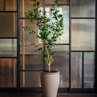 Pottery Pots Kunstplant - Ficus Triangularis Tree L, Green