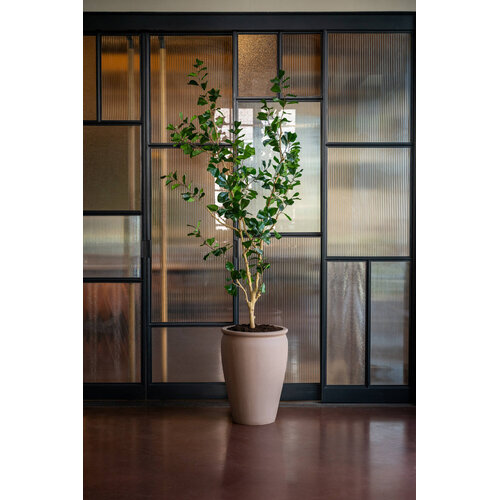 Pottery Pots Kunstplant - Ficus Triangularis Tree L, Green