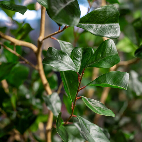 Pottery Pots Kunstplant - Ficus Triangularis Tree L, Green
