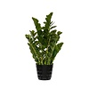 Kunstplant - Zamioculcas M, Green
