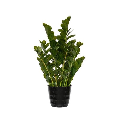 Pottery Pots Kunstplant - Zamioculcas M, Green