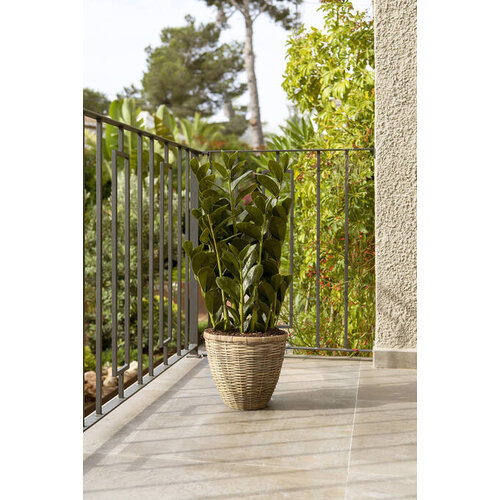 Pottery Pots Kunstplant - Zamioculcas M, Green