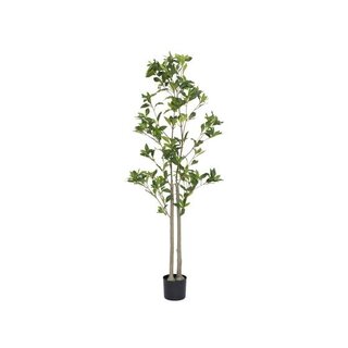 Pottery Pots Kunstplant - Pieris L, Green