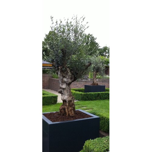Adezz Polyester plantenbak Carrez 230x50x40 cm | Wit