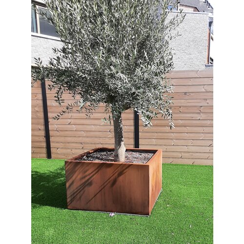 Adezz Cortenstaal plantenbak  120x120x40 cm