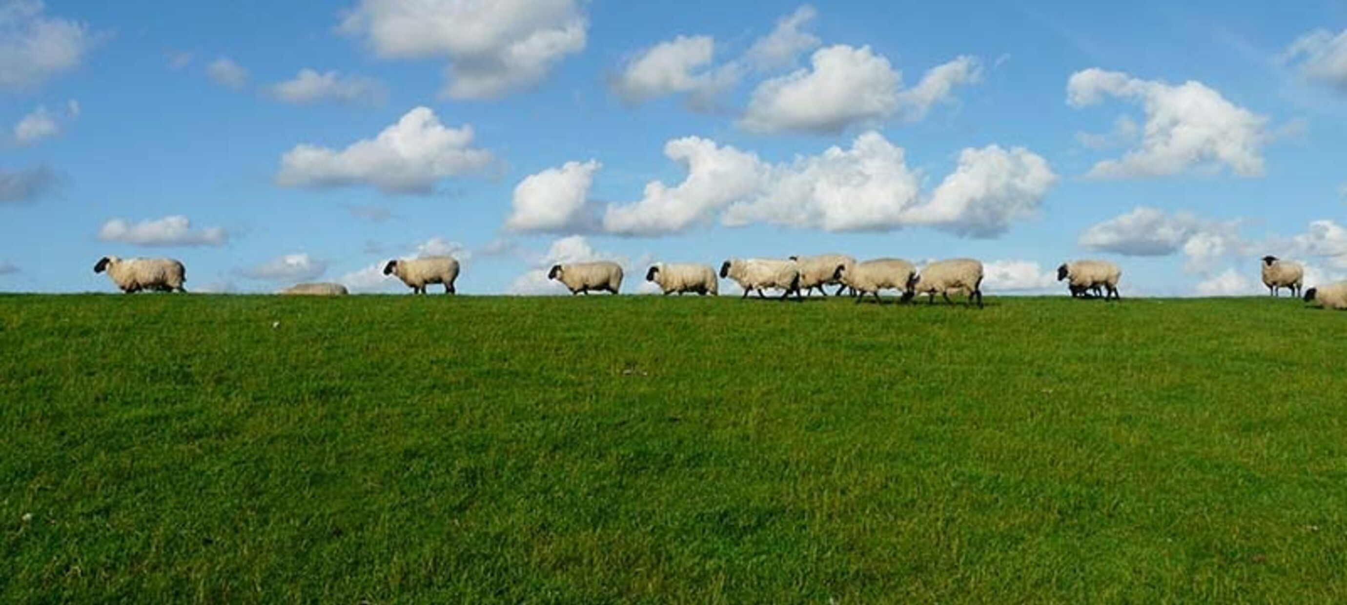 Wat maakt Twisca schapenkaas zo bijzonder?