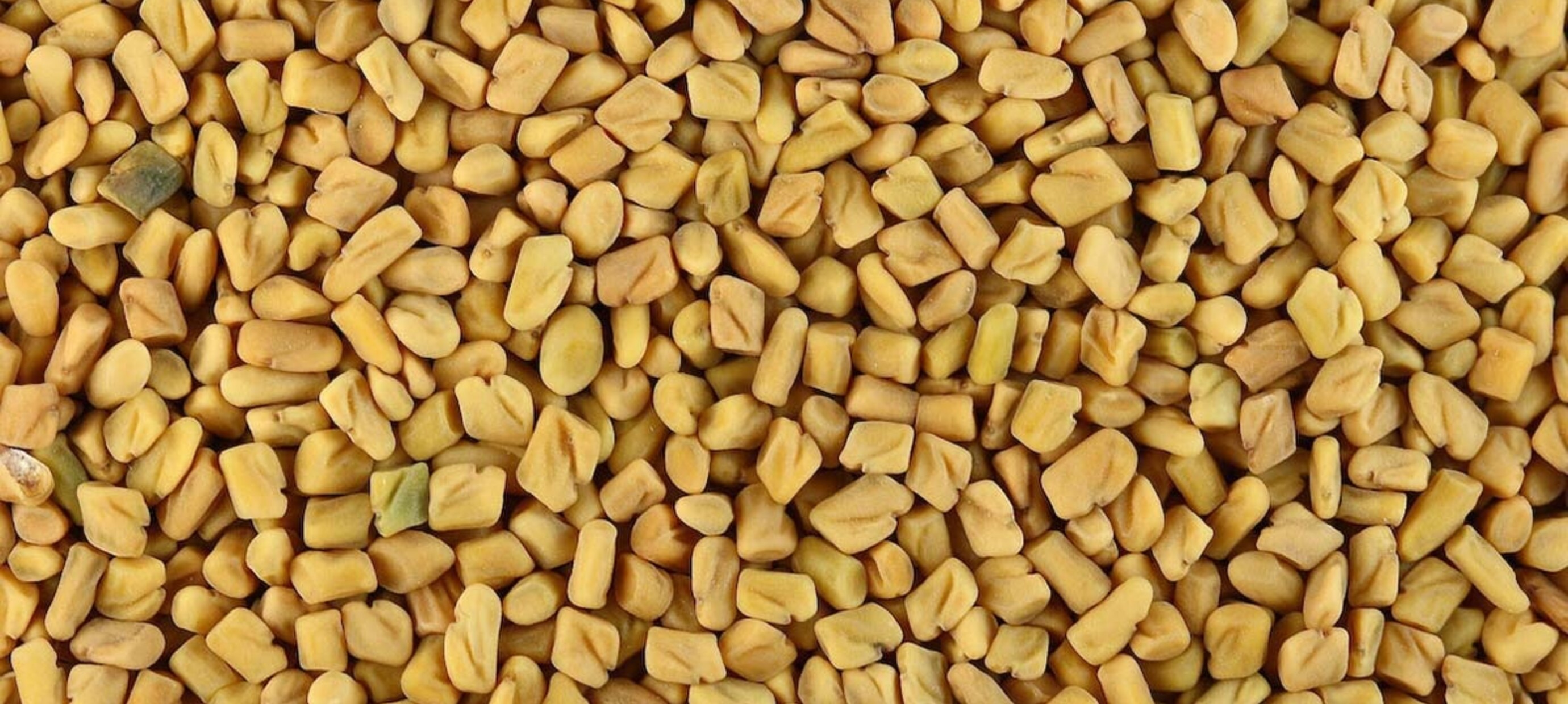 Fenegriek: een nootachtige smaakmaker met een rijke geschiedenis