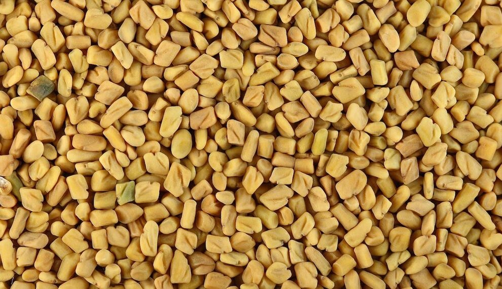 Fenegriek: een nootachtige smaakmaker met een rijke geschiedenis